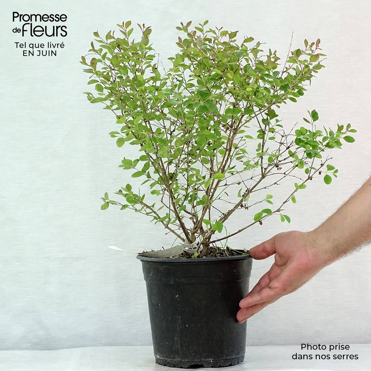 Symphorine Magical ® Galaxy - Symphorycarpos doorenboosii  Pot de 3L/4L - Image 2