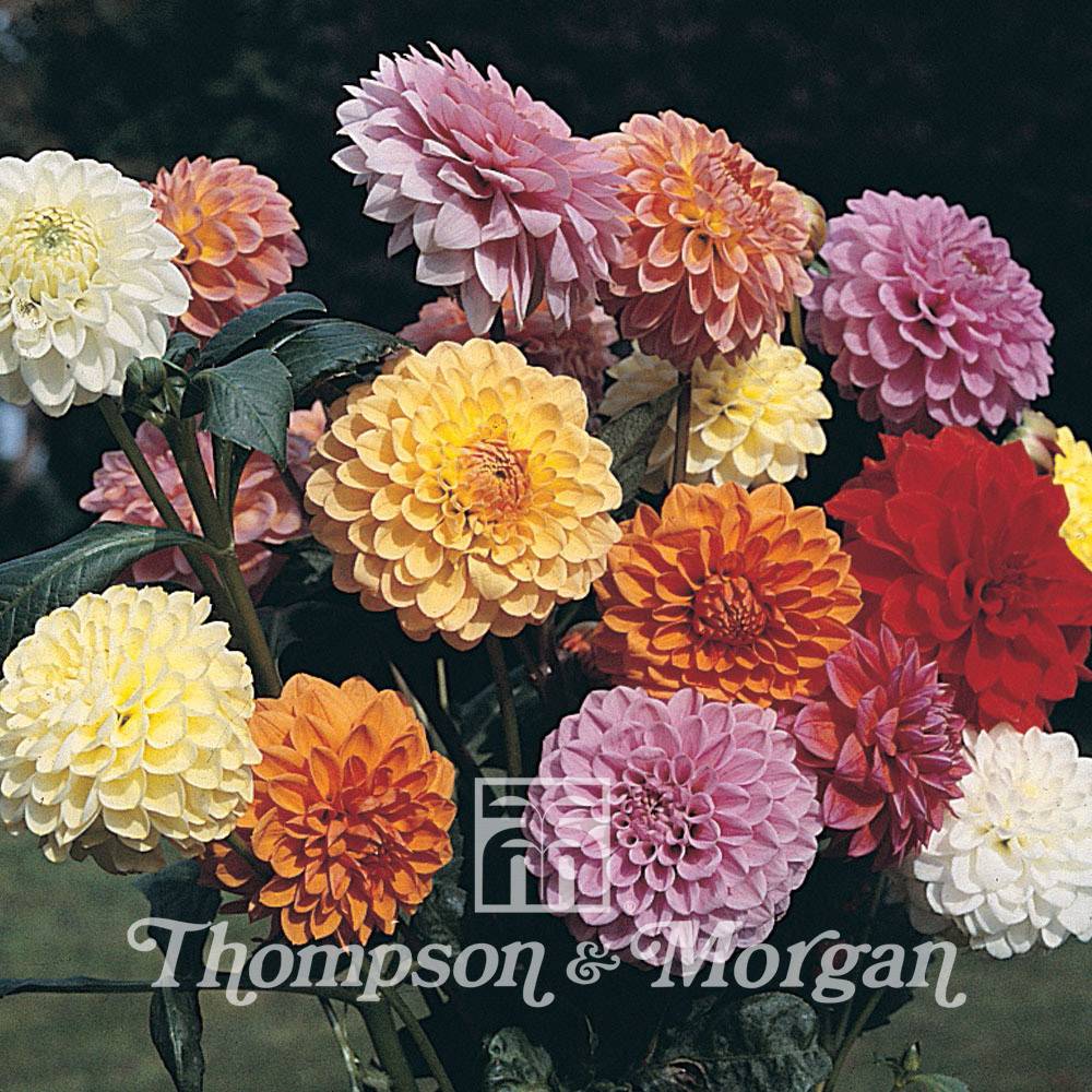 Promesse de Fleurs - Graines de Dahlia Showpiece Mixed Hybrids le sachet de 50 graines environ (0,4g)
