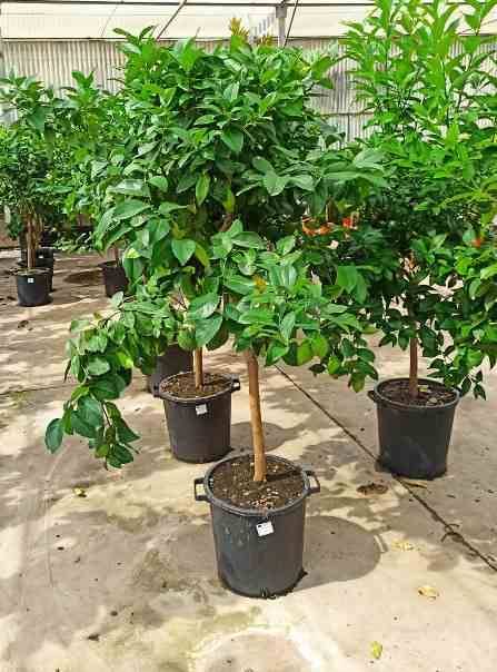 Sans Marque - Citrus limon (citronnier) Couleur floraison:Blanc - Taille:Pot de 4 litres - 30/50 cm - Image 4