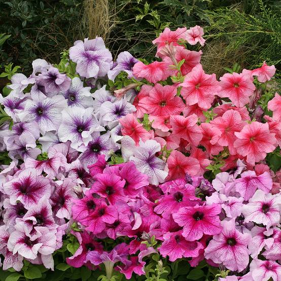 Graines de Pétunia nain Prism Sundae Mix le sachet de 40 graines environ