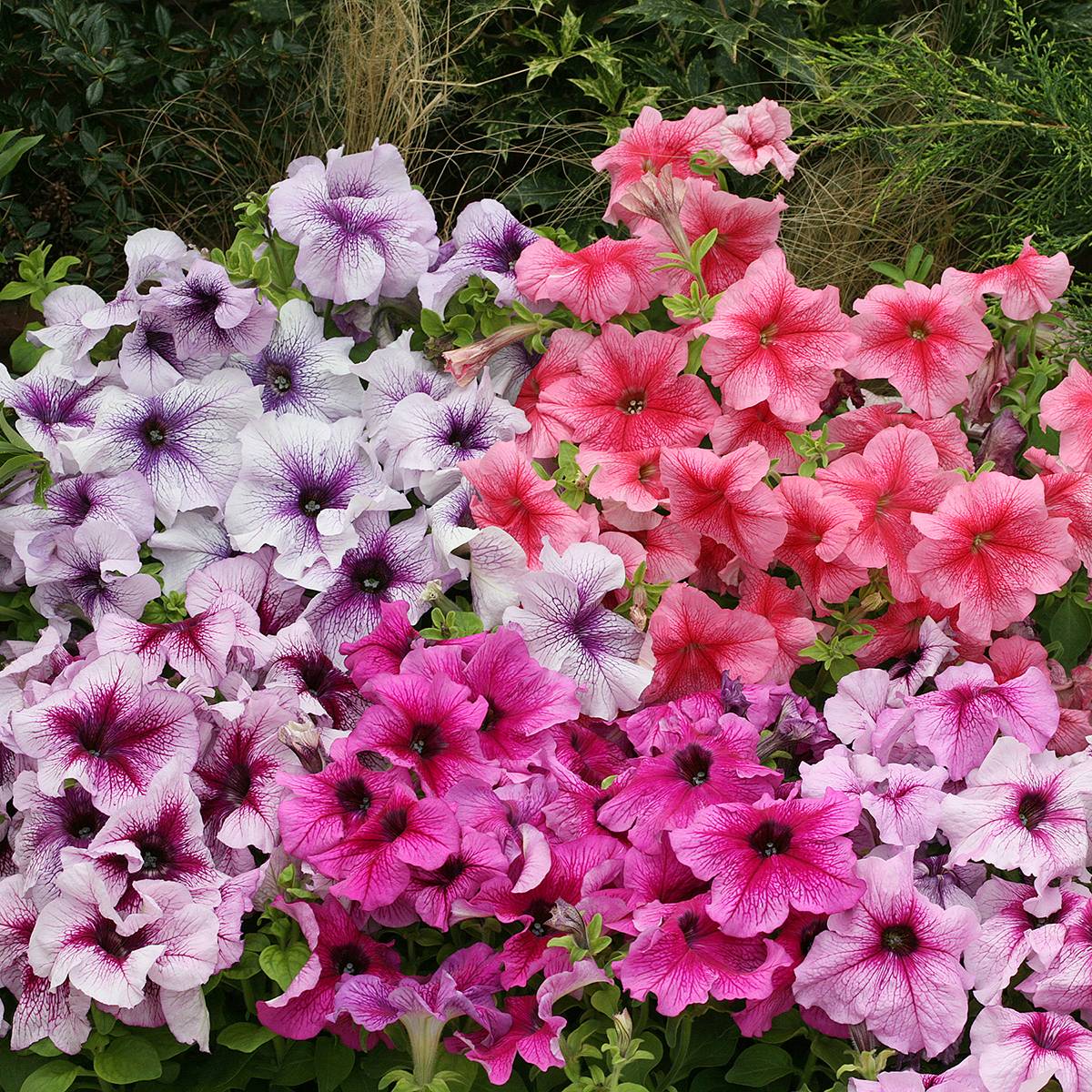 Graines de Pétunia nain Prism Sundae Mix le sachet de 40 graines environ