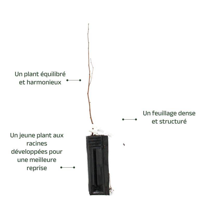 Cerisier "Sainte-Lucie" (Prunus Mahaleb) - Godet - Taille 20/40cm - Pépinières Naudet - Image 3