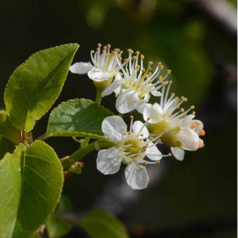 Cerisier "Sainte-Lucie" (Prunus Mahaleb) - Godet - Taille 20/40cm - Pépinières Naudet - Image 1