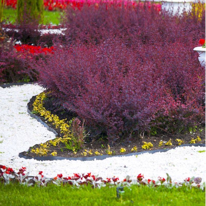 Épine-vinette de Thunberg (Berberis thunbergii) - Godet - Taille 20/40cm - Pépinières Naudet