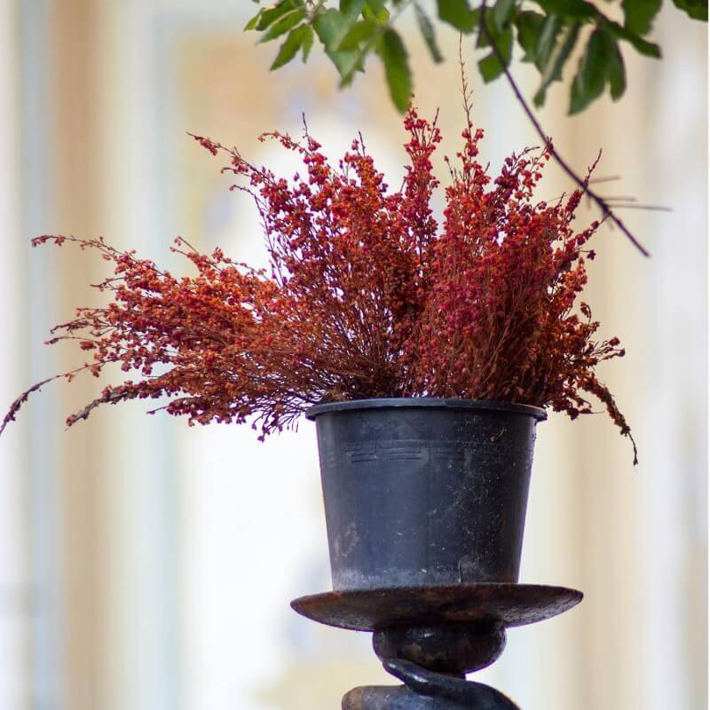 Épine-vinette de Thunberg (Berberis thunbergii) - Godet - Taille 20/40cm - Pépinières Naudet - Image 4
