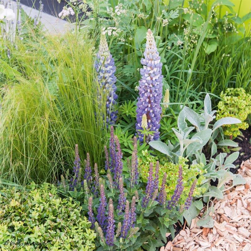 Lupin Le Gentilhomme (The Governor) bleu Pot de 2L/3L