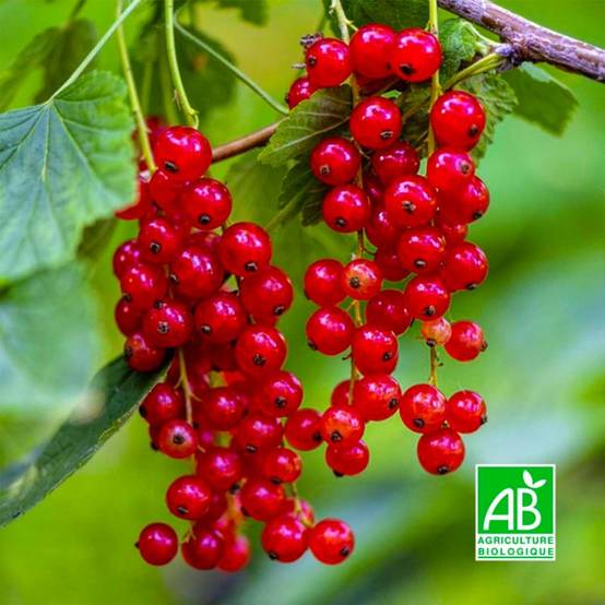 Groseillier 'Wilder' BIO (Ribes rubrum 'Wilder') - Godet 9cm - Pépinières Naudet - Image 1