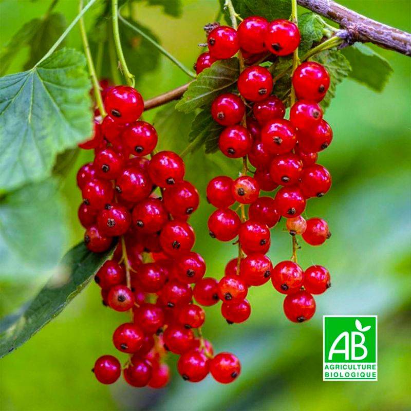 Groseillier 'Wilder' BIO (Ribes rubrum 'Wilder') - Godet 9cm - Pépinières Naudet