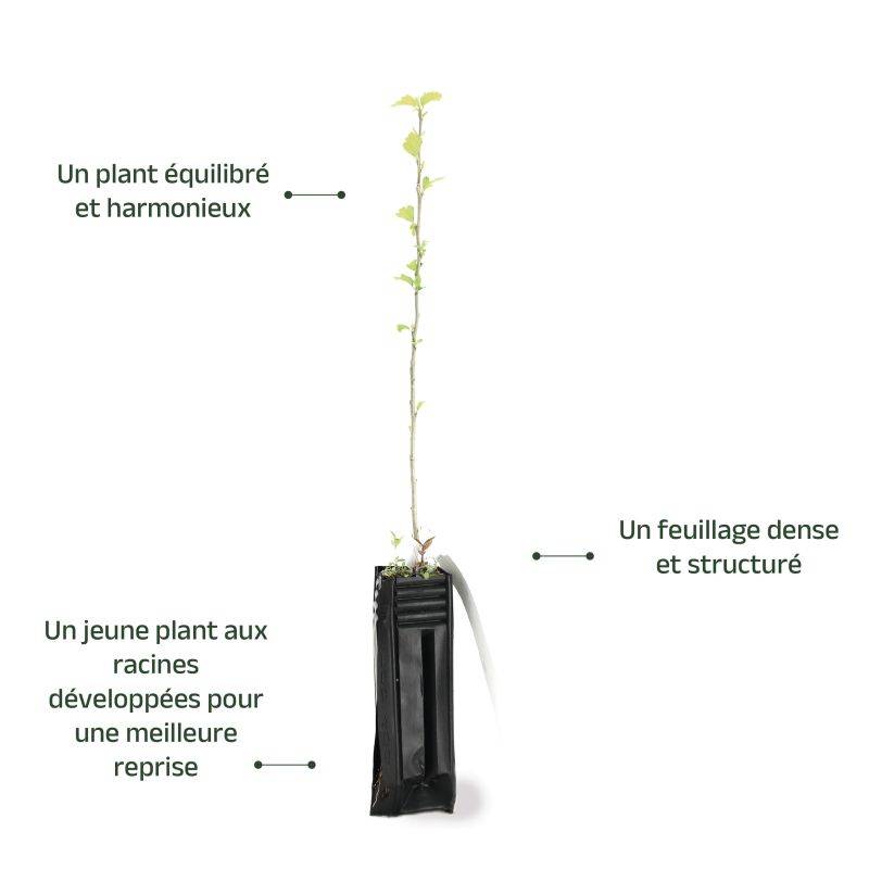 Hibiscus syriacus (Hibiscus syriacus) - Godet - Taille 20/40cm - Pépinières Naudet - Image 4