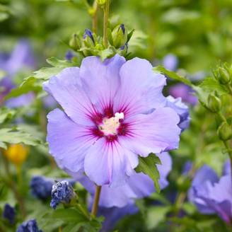 Hibiscus syriacus (Hibiscus syriacus) - Godet - Taille 20/40cm - Pépinières Naudet