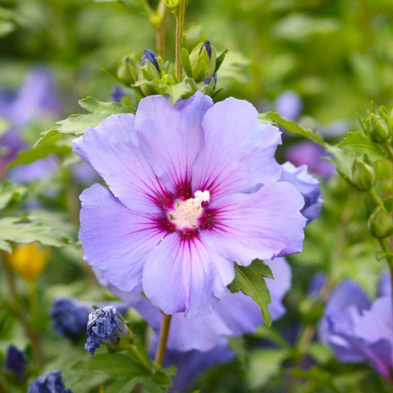 Hibiscus syriacus (Hibiscus syriacus) - Godet - Taille 20/40cm - Pépinières Naudet