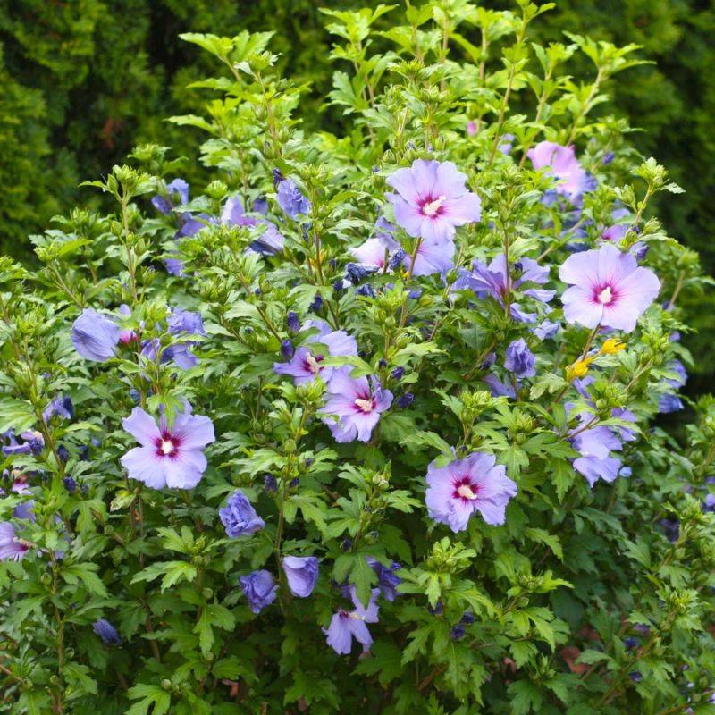 Hibiscus syriacus (Hibiscus syriacus) - Godet - Taille 20/40cm - Pépinières Naudet - Image 2
