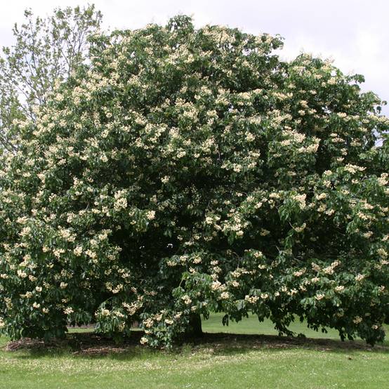 Promesse de Fleurs - Aesculus + dallimorei - Marronnier chimère de Dallimore Pot de 4L/5L