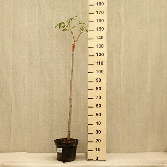 Aesculus pavia Humilis - Marronnier d'ornement Pot de 7,5L/10L - Image 2