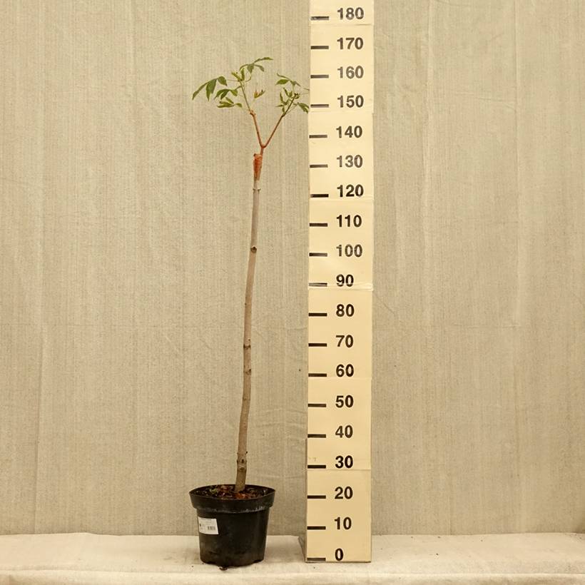 Aesculus pavia Humilis - Marronnier d'ornement Pot de 7,5L/10L - Image 2