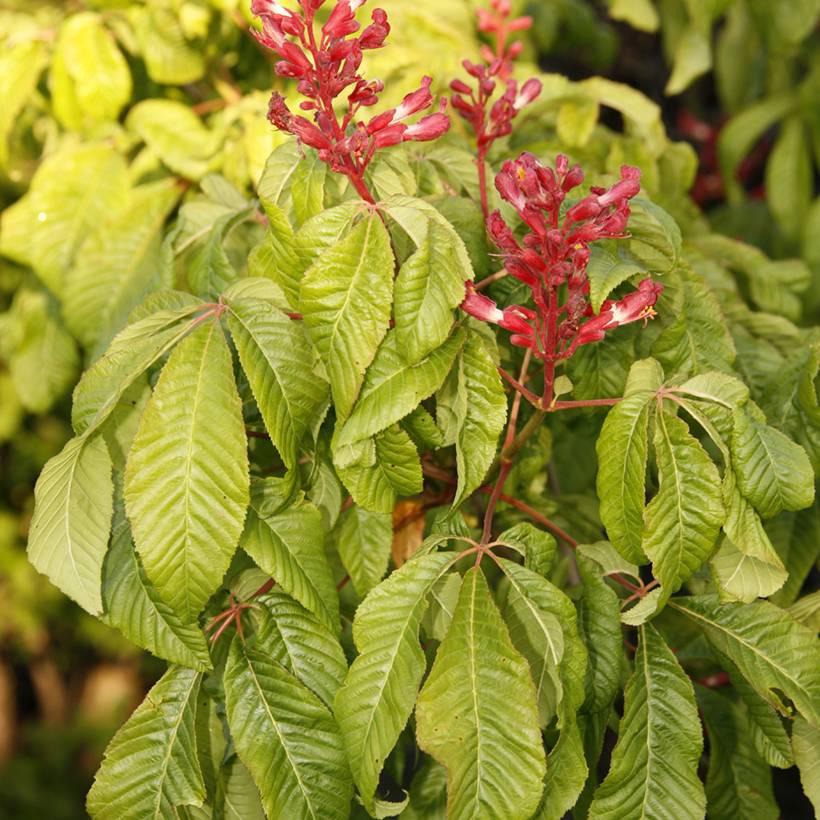 Aesculus pavia Humilis - Marronnier d'ornement Pot de 7,5L/10L - Image 1