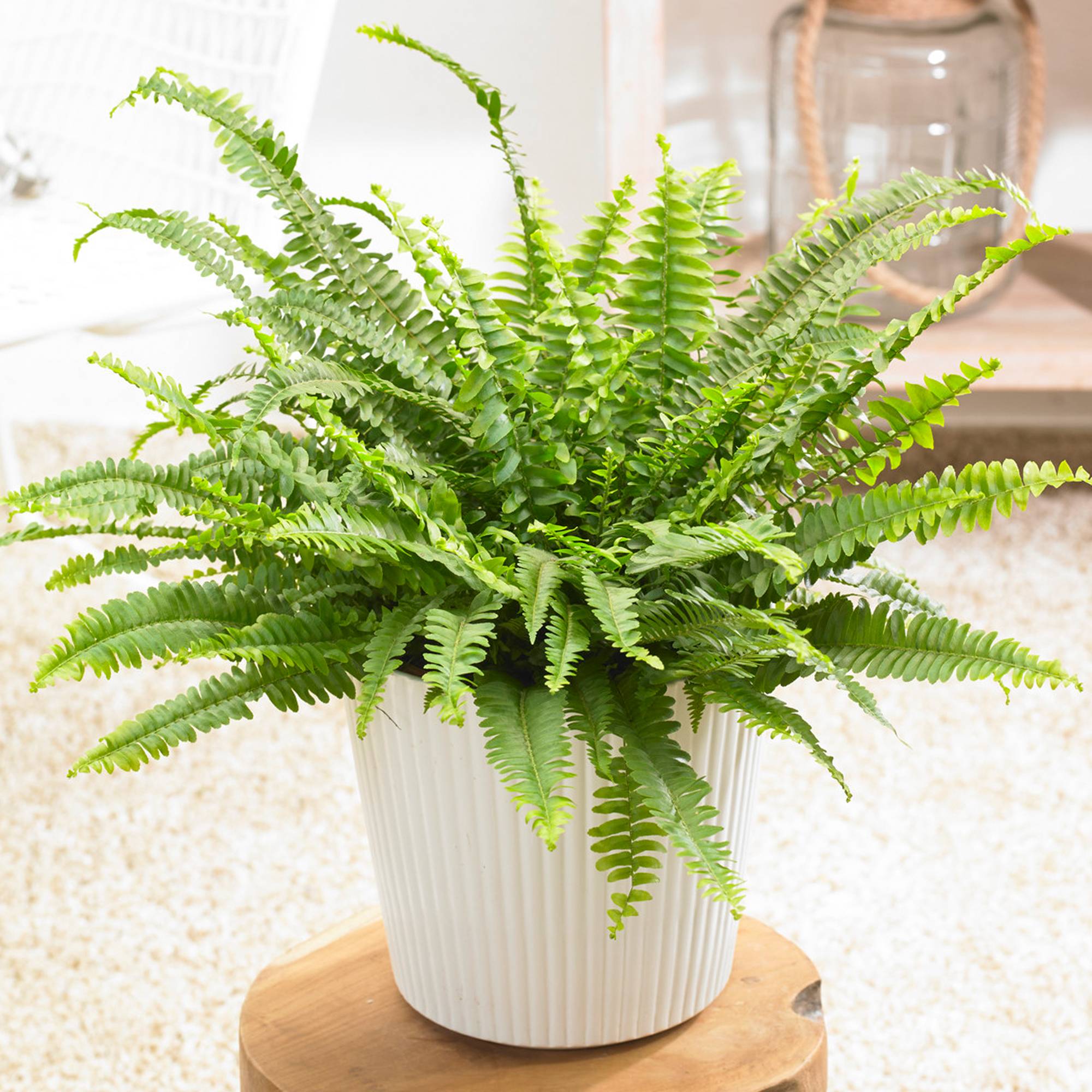 Gardenersdream - 1 X Nephrolepis Fougère De Boston | Superbe Plante D'Intérieur Touffue | De 25 À 35 Cm Avec Pot - GardenersDream - Image 1