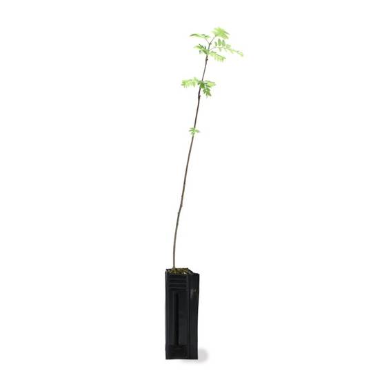 Sorbier des oiseleurs (Sorbus aucuparia) - Godet - Taille 20/40cm - Pépinières Naudet - Image 3