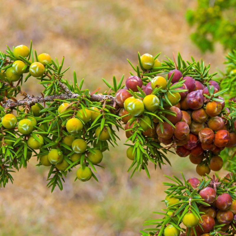 Sorbier des oiseleurs (Sorbus aucuparia) - Godet - Taille 20/40cm - Pépinières Naudet - Image 2