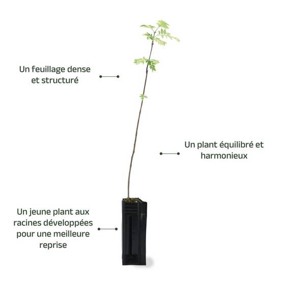 Sorbier des oiseleurs (Sorbus aucuparia) - Godet - Taille 20/40cm - Pépinières Naudet - Image 4
