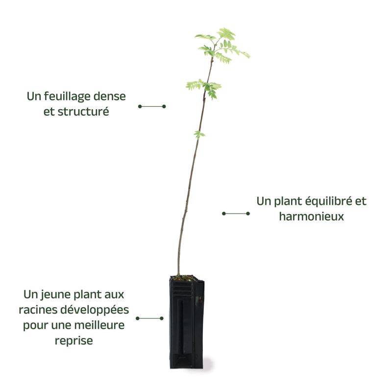 Sorbier des oiseleurs (Sorbus aucuparia) - Godet - Taille 20/40cm - Pépinières Naudet - Image 4