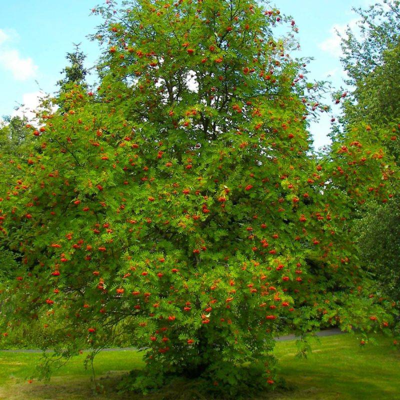Sorbier des oiseleurs (Sorbus aucuparia) - Godet - Taille 20/40cm - Pépinières Naudet - Image 1