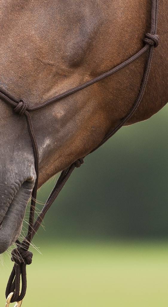 Norton - Licol Ethologique doux - Norton - Taille Cheval - Brun - Image 2