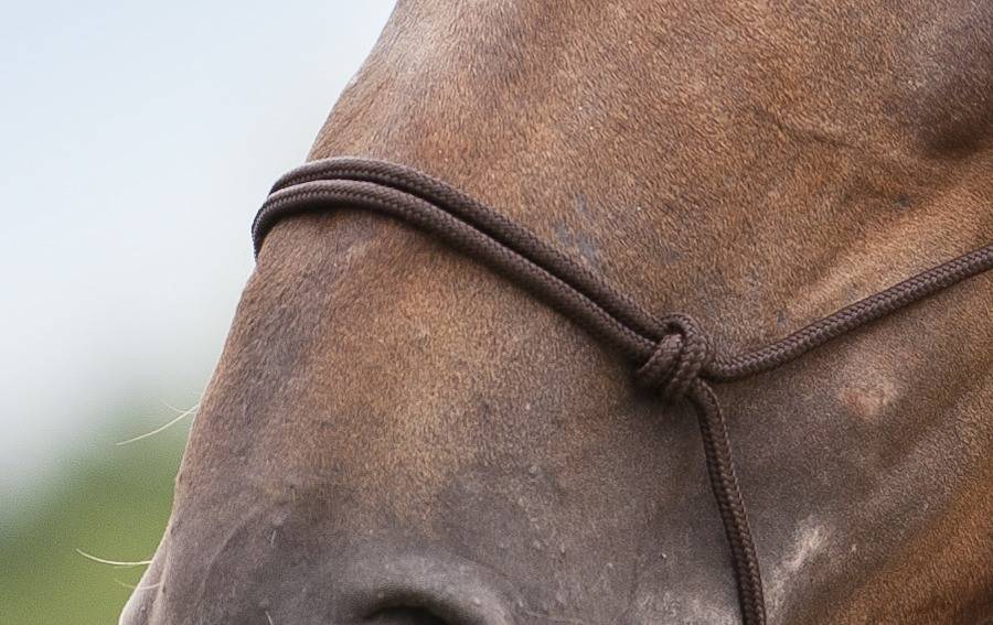 Norton - Licol Ethologique doux - Norton - Taille Cheval - Brun - Image 1