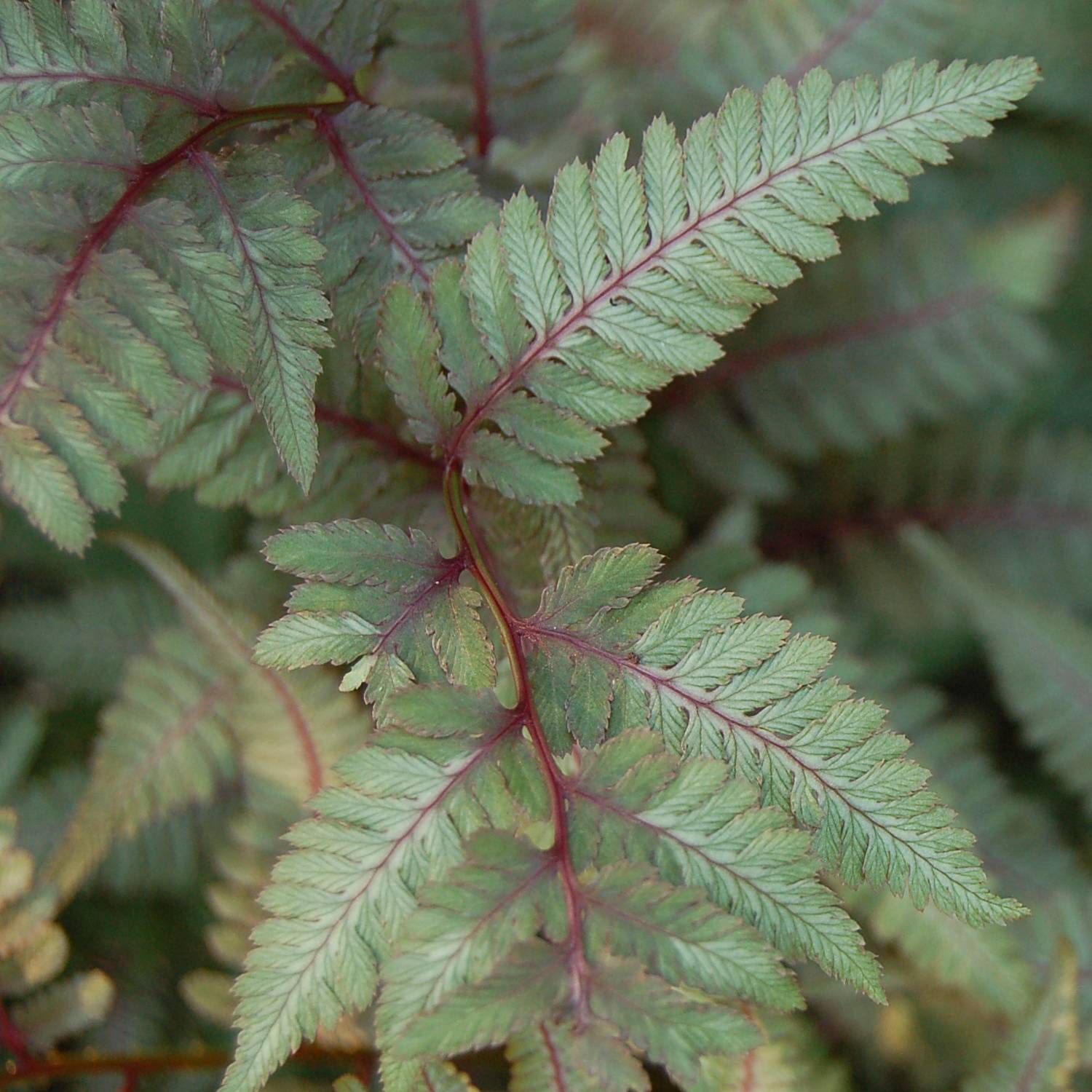 Athyrium niponicum var. pictum Red Beauty - Fougère femelle du Japon Godet de 8/9 cm