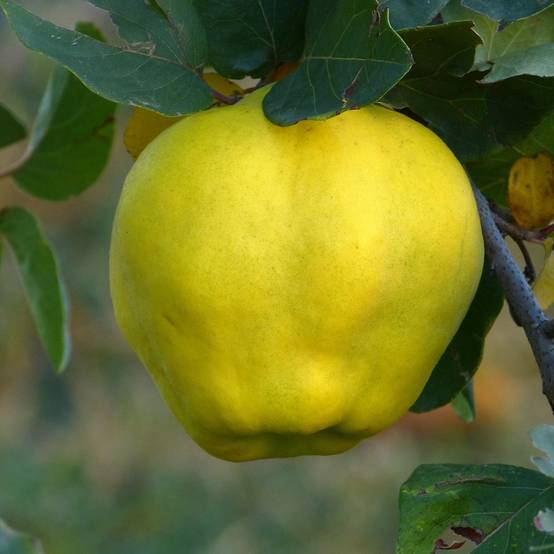 Cognassier commun - Cydonia oblonga Vranja Pot de 7,5L/10L, Gobelet