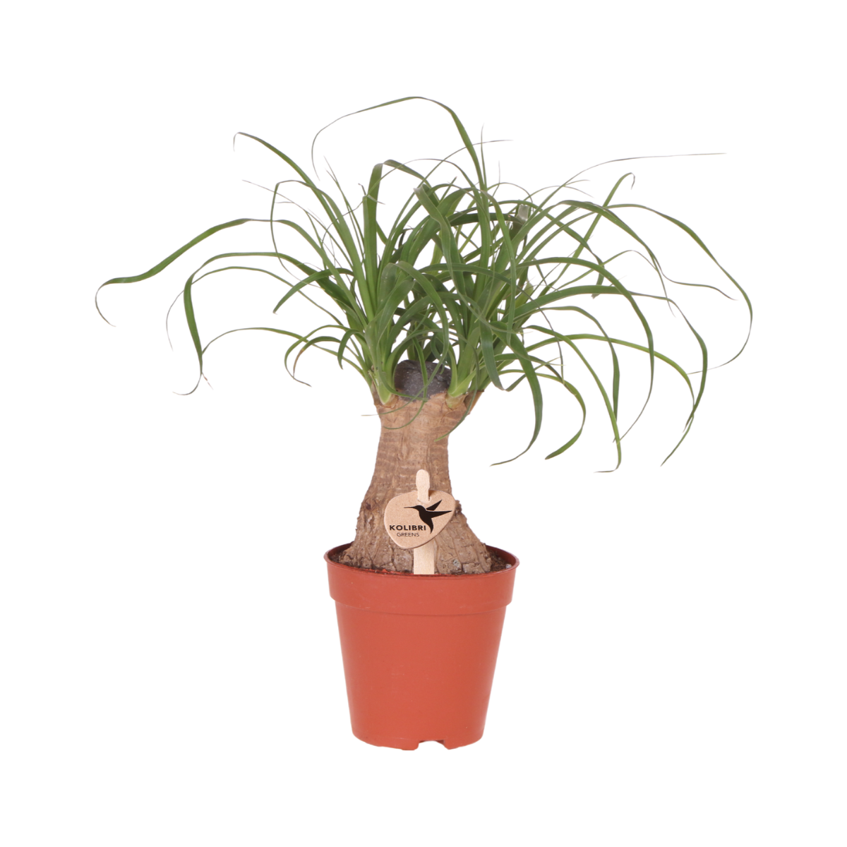 La Green Touch - Beaucarnea - Pied d'éléphant, jeune plant - H 31 cm, pot Ø9 cm
