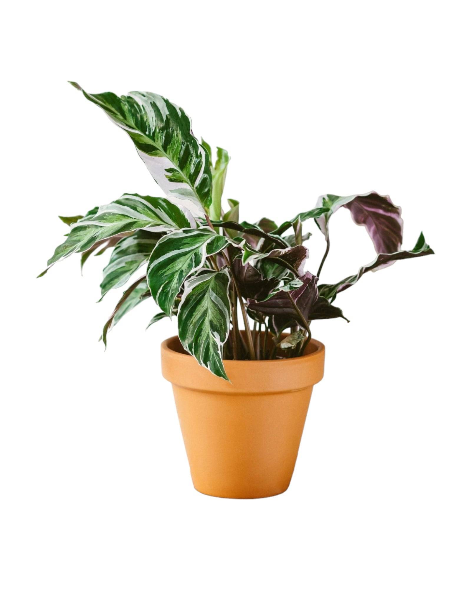 Calathea white fusion 14cm - Plante d'intérieur- La Green Touch - Image 1