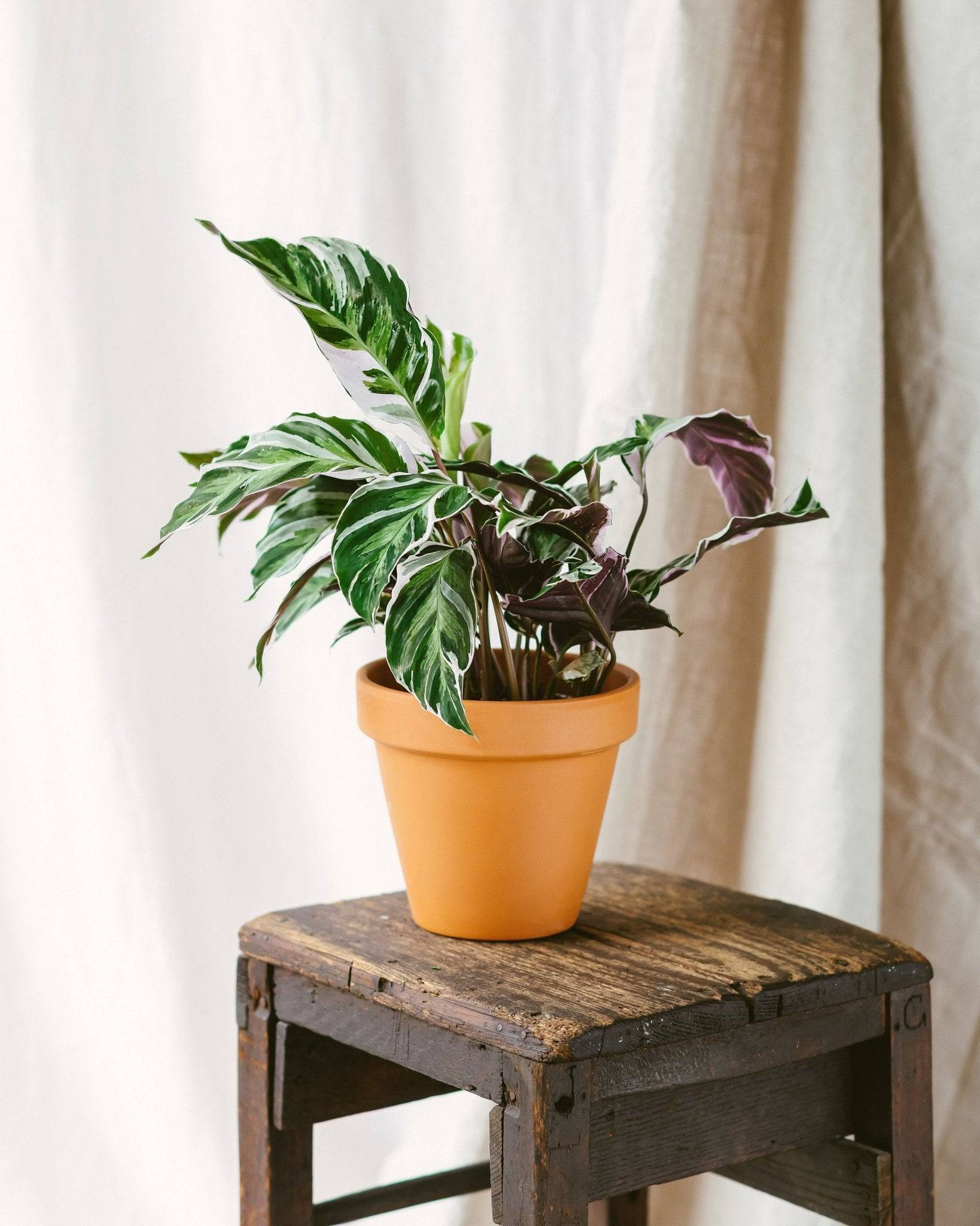 Calathea white fusion 14cm - Plante d'intérieur- La Green Touch - Image 2
