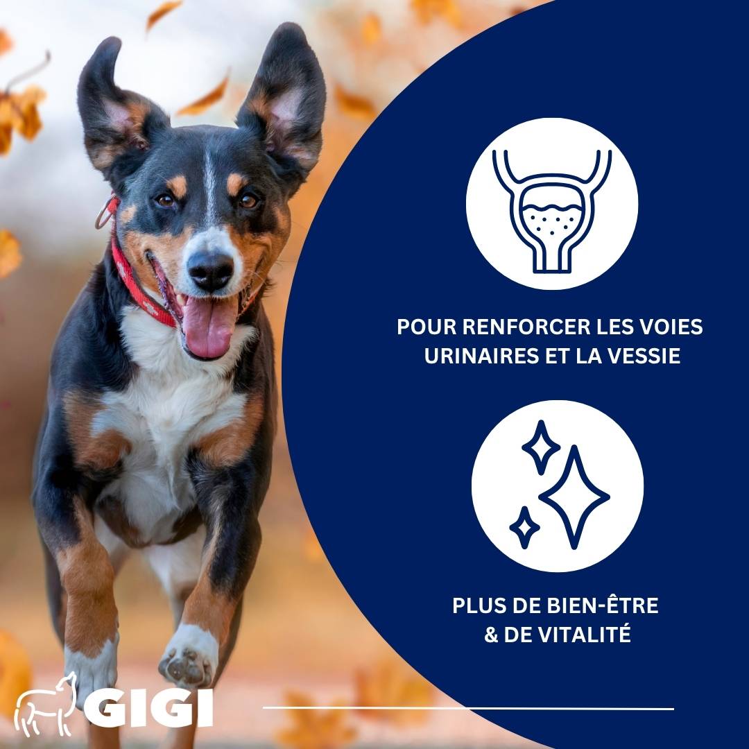 Soutien Vessie & Urinaire Chiens & Chats 90 capsules GIGI VET - Image 2
