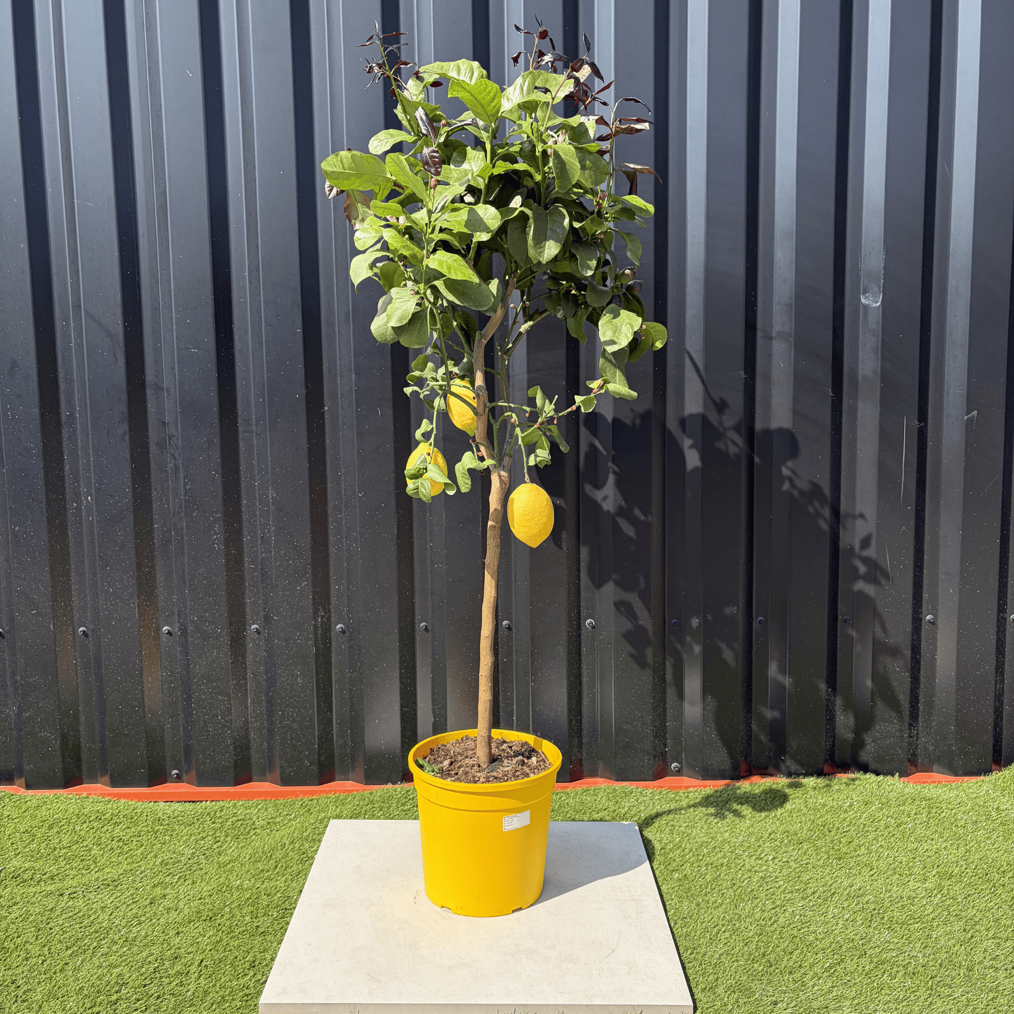 Citronnier Citrus Limon Hauteur 140 cm - Image 1