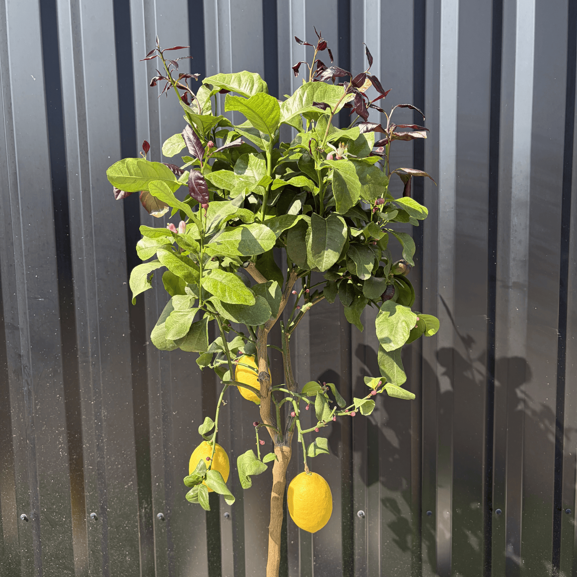 Citronnier Citrus Limon Hauteur 140 cm - Image 2