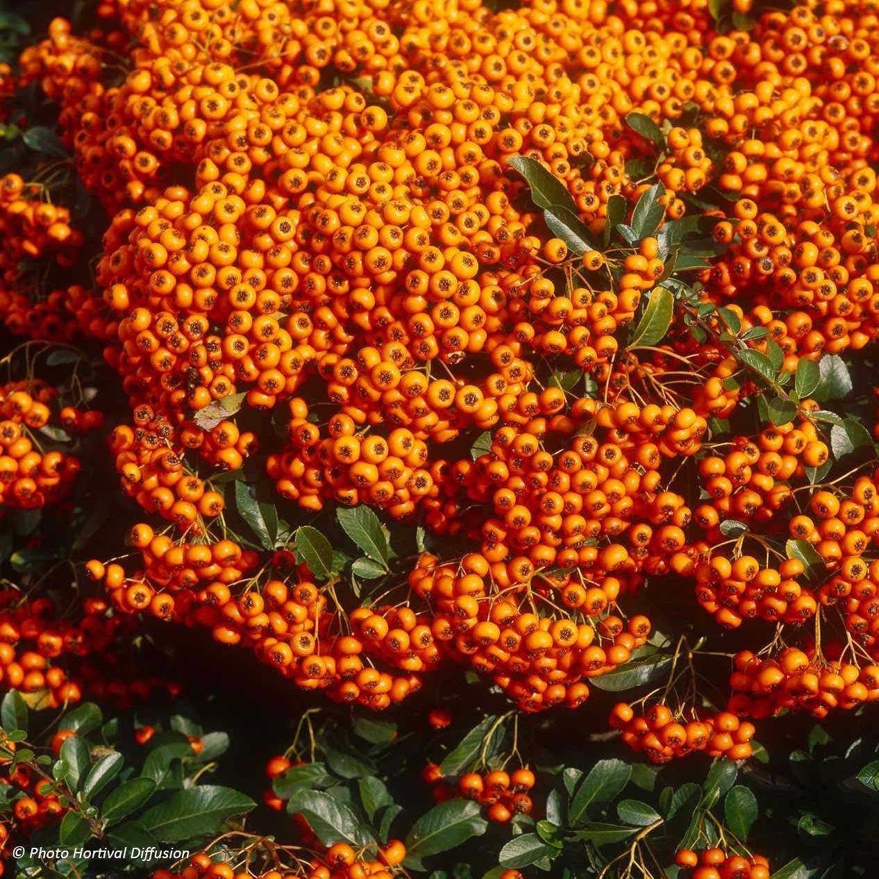 Promesse de Fleurs - Pyracantha SAPHYR Orange - Buisson ardent Pot de 6L/7L - Image 1