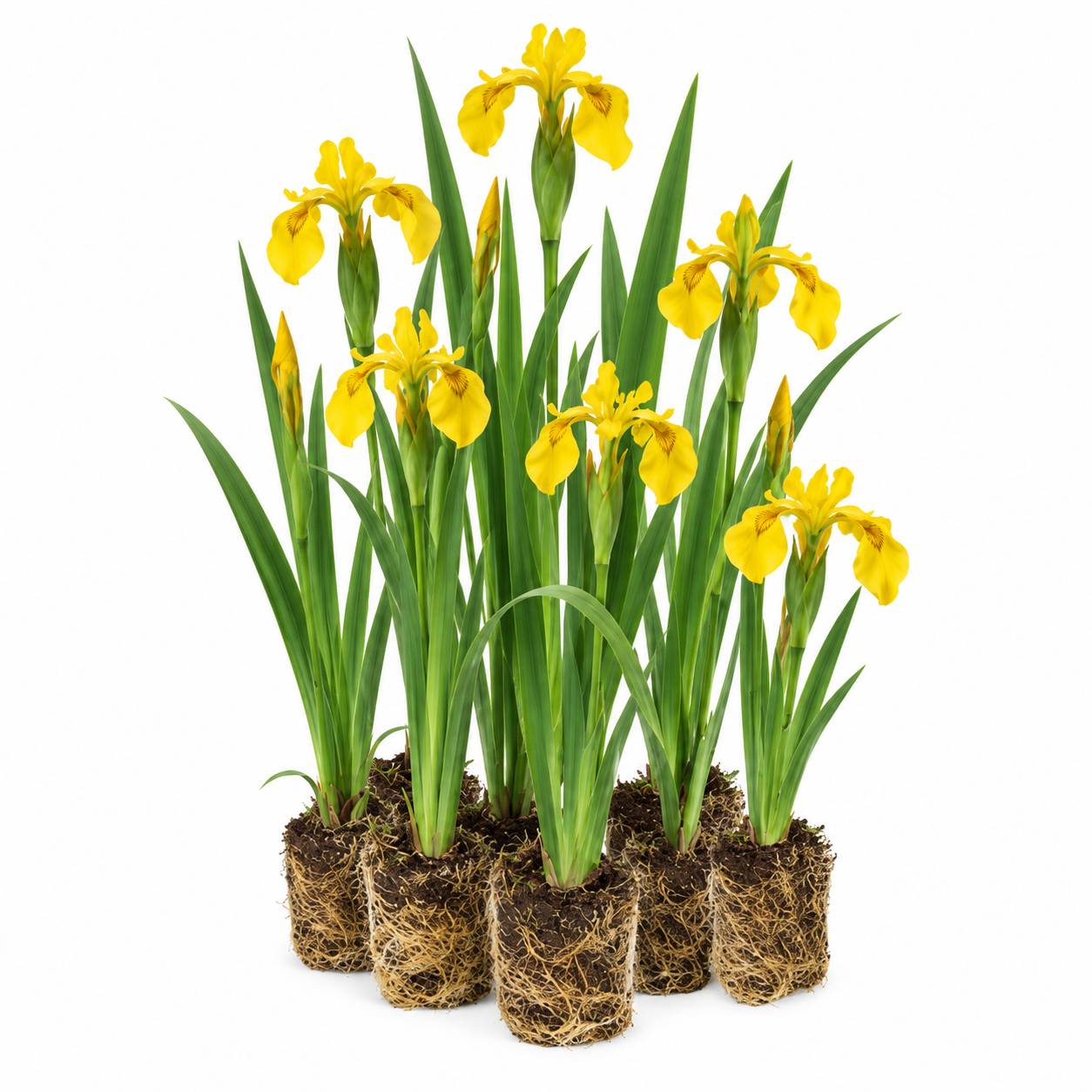Iris des marais - Iris pseudacorus - 12 plantes - Image 1