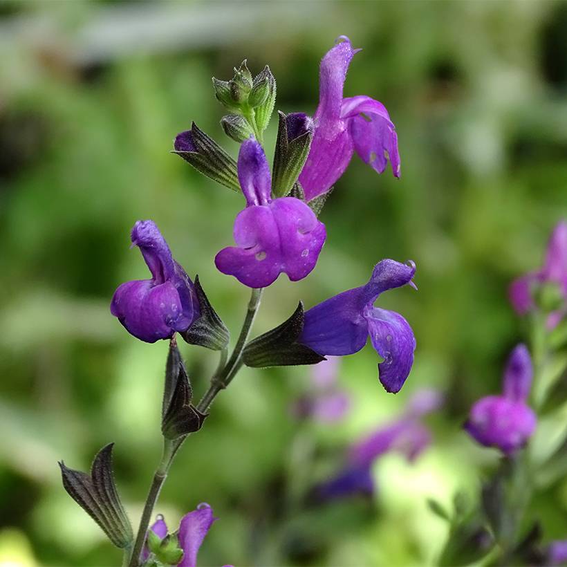 Salvia greggi ARCTIC BLAZE Purple 'Novasalpur' - Sauge arbustive Pot de 2L/3L