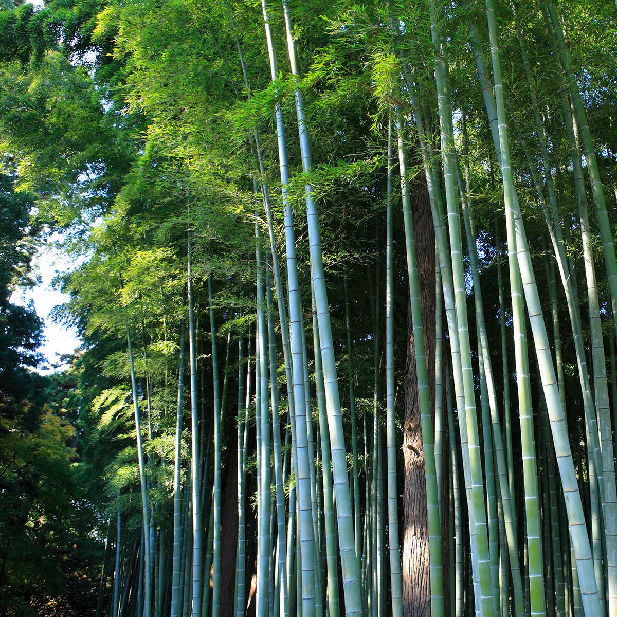 Phyllostachys edulis (= pubescens) - Bambou géant Pot de 4L/5L