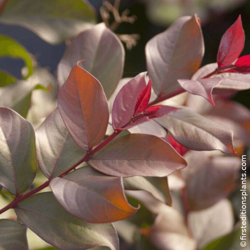 Lilas des indes Plum Magic®, Lagerstroemia à fleurs Rose/Rouge - feuillage Caduc - Pot de 3L - Touffe - Image 2