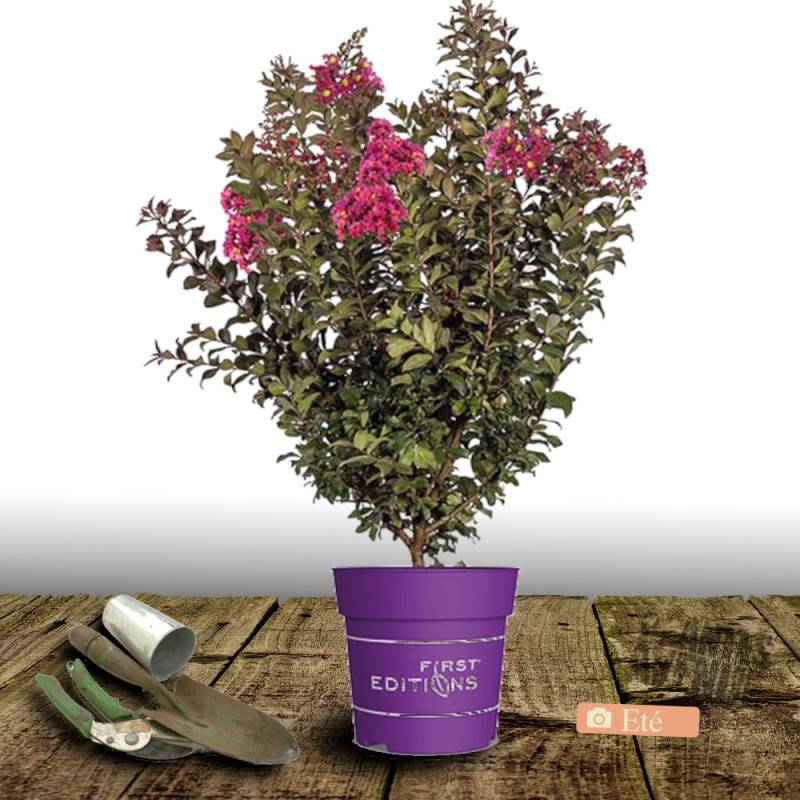 Lilas des indes Plum Magic®, Lagerstroemia à fleurs Rose/Rouge - feuillage Caduc - Pot de 3L - Touffe - Image 5