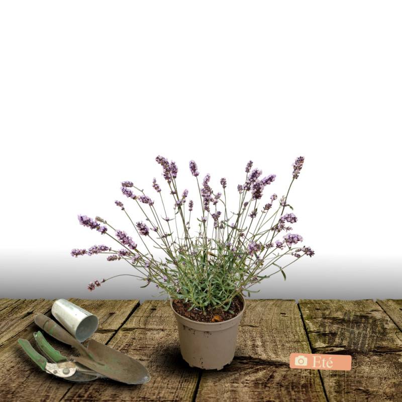 Lavande Dwarf Blue à fleurs Bleue/ - feuillage Persistant - Pot de 3L - 20/40 cm - Image 3