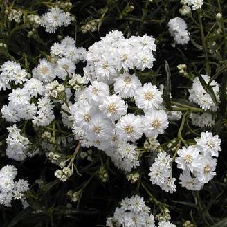 Achillea ptarmica Boule de Neige - Bouton d'argent Godet de 8/9 cm