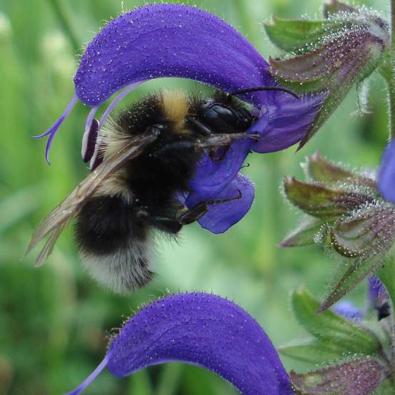 Salvia pratensis - Sauge des prés Godet de 8/9 cm