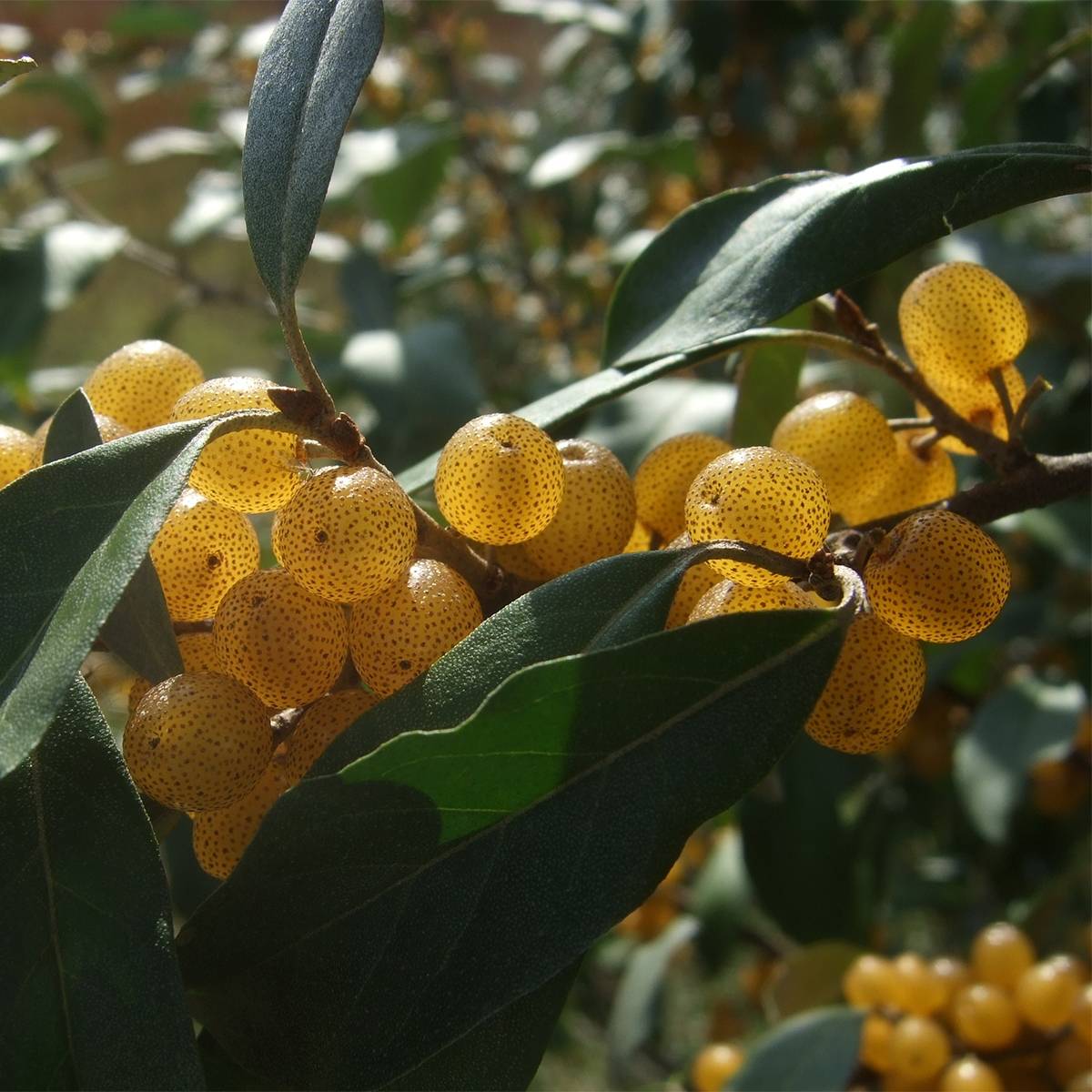 Elaeagnus umbellata Fortunella - Goumi du Japon Pot de 2L/3L