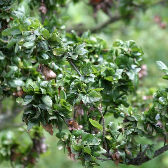 Promesse de Fleurs - Fagus sylvatica Cristata - Hêtre commun Pot de 7,5L/10L - Image 1