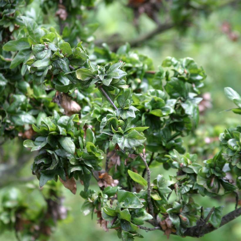 Promesse de Fleurs - Fagus sylvatica Cristata - Hêtre commun Pot de 7,5L/10L - Image 1