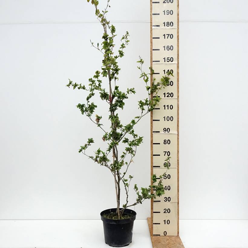 Promesse de Fleurs - Fagus sylvatica Cristata - Hêtre commun Pot de 7,5L/10L - Image 2