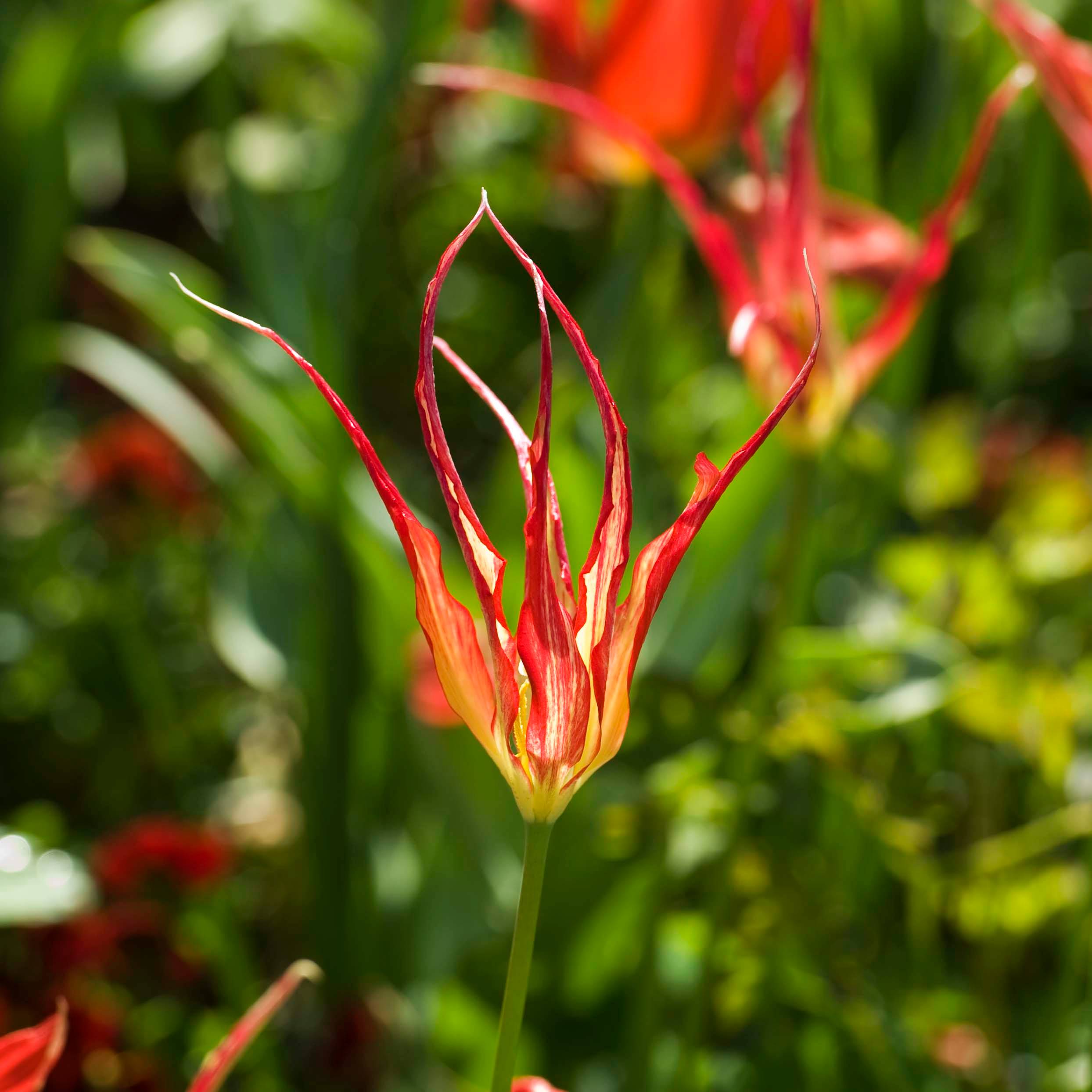 Promesse de Fleurs - Tulipe botanique acuminata - Tulipe cornue Bulbe calibre 8+